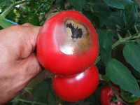 トマトのカビは取り除けば食べられる?画像で見分け方や体への影響についても